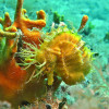 5 Hippocampus Diving Center